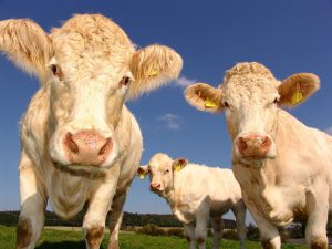 skup bydła krowy byki jałówki cielaki